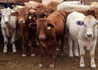 Sequía podría acabar con los hatos ganaderos en el Valle del Yaqui Sequía podría acabar con los hatos ganaderos en el Valle del Yaqui