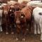 Sequía podría acabar con los hatos ganaderos en el Valle del Yaqui