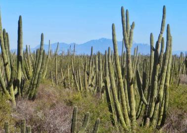 Buscan proteger al bosque pitahayal más grande del planeta ubicado en el sur de Sonora