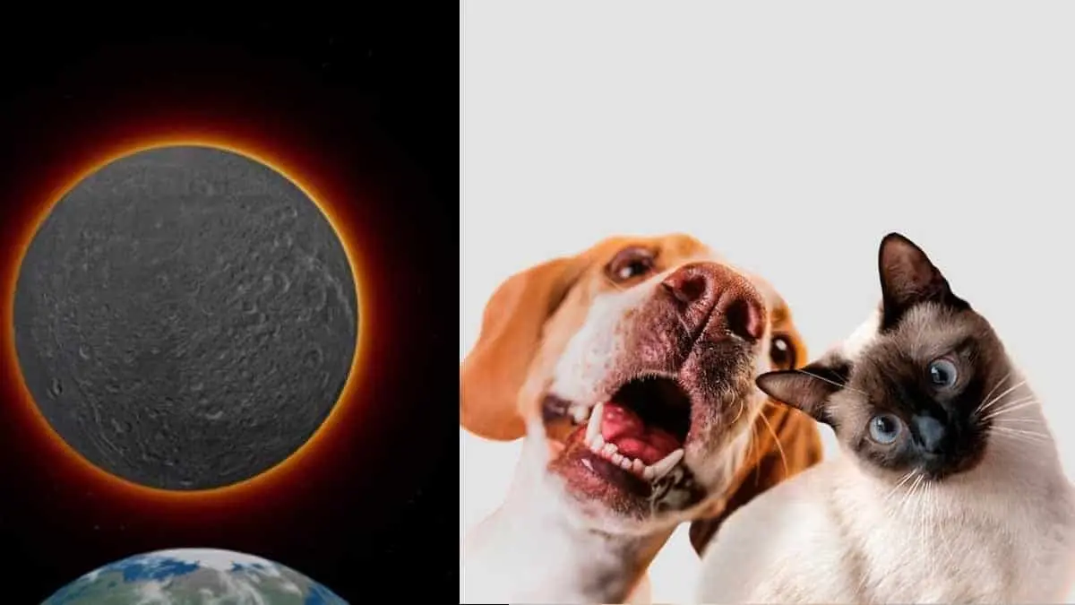 ¿El eclipse solar puede afectar a tus mascotas? Esto dice la UNAM