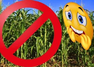 Valle del Yaqui sin maíz para este ciclo agrícola Valle del Yaqui sin maíz para este ciclo agrícola