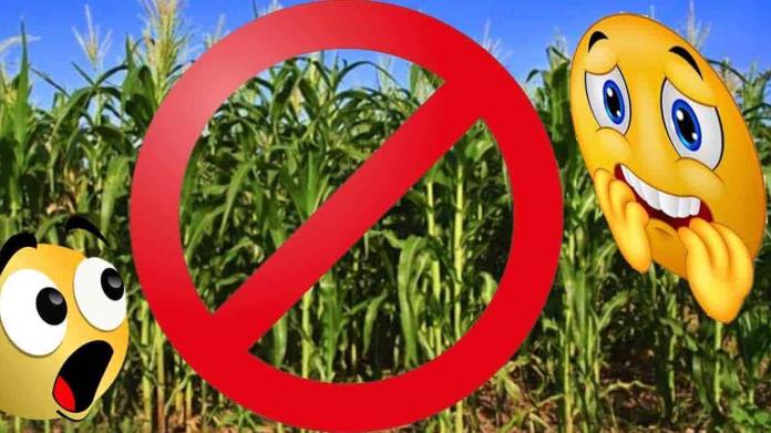 Valle del Yaqui sin maíz para este ciclo agrícola Valle del Yaqui sin maíz para este ciclo agrícola