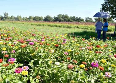 Cultiva el Mayo flor de muerto