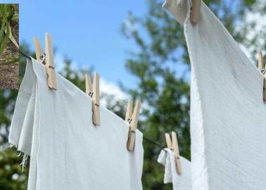 ¿Quieres blanquear tu ropa? mezclando estos productos va a quedar como nueva