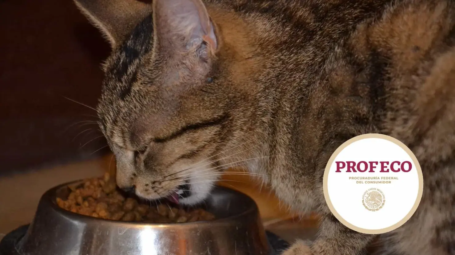 Profeco: Las mejores croquetas para controlar el peso de tu gato