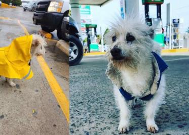 Envenenan a Gasolín, perrito que se hizo famoso por ser contratado en gasolinera Envenenan a Gasolín, perrito que se hizo famoso por ser contratado en gasolinera