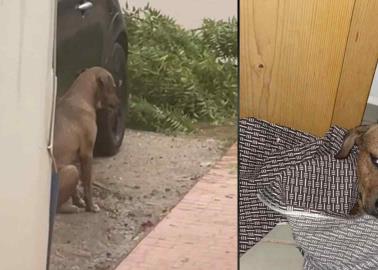 VIDEO | Joven rescata a perro callejero en pleno huracán y lo lleva a casa