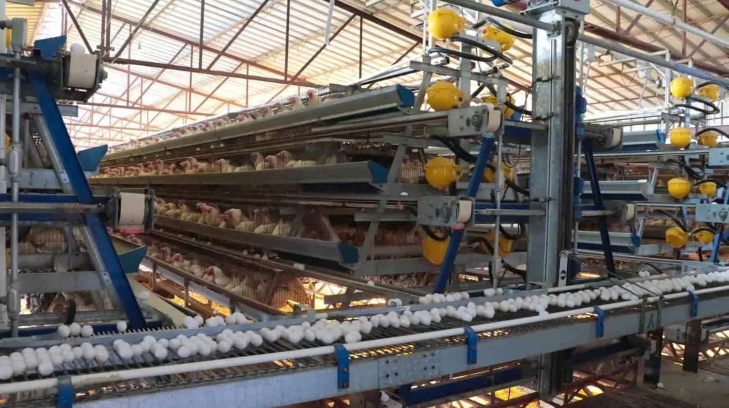 Refuerzan acciones contra brote de influenza aviar en Cajeme