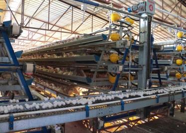 Refuerzan acciones contra brote de influenza aviar en Cajeme Refuerzan acciones contra brote de influenza aviar en Cajeme