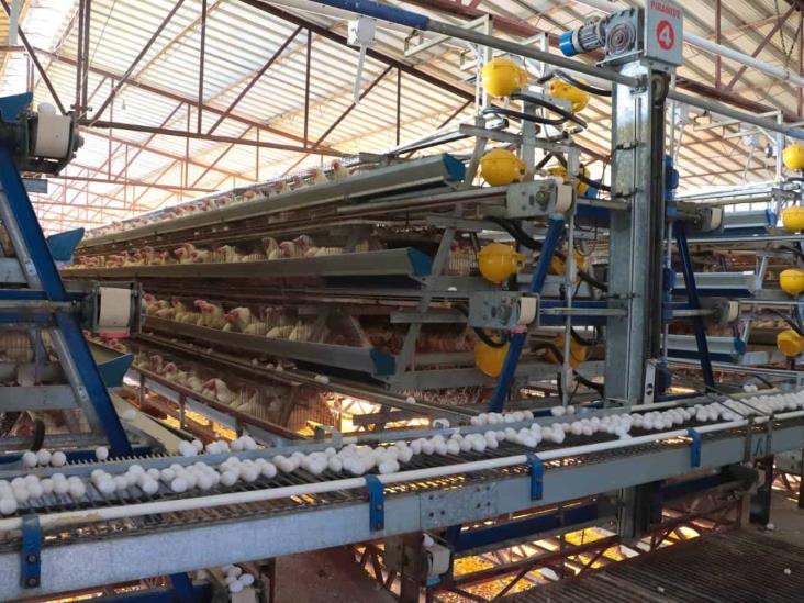 Refuerzan acciones contra brote de influenza aviar en Cajeme Refuerzan acciones contra brote de influenza aviar en Cajeme