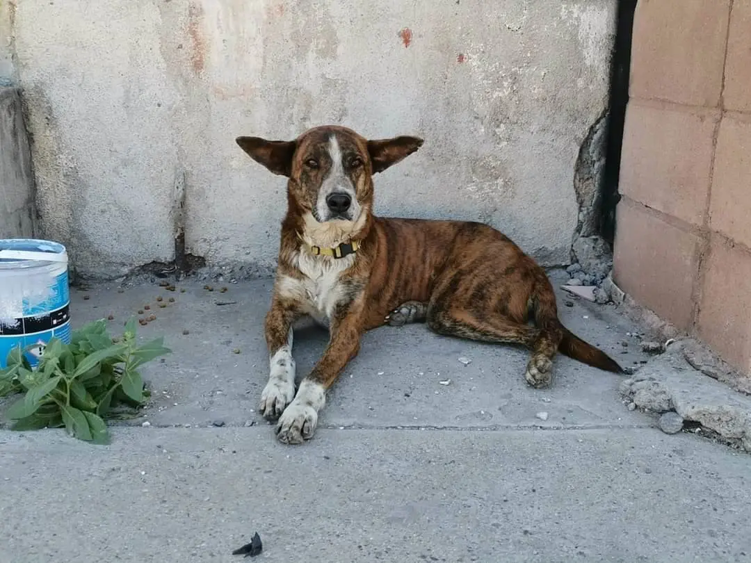 Por maltrato animal, buscan a pescador que aventó a perro al mar en Bahía de Kino