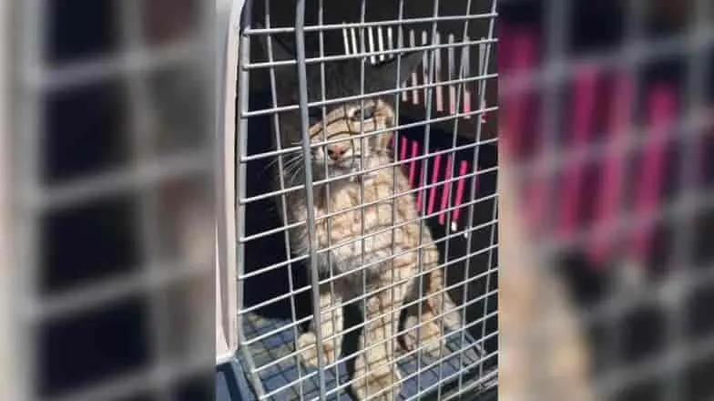 Capturan a gato montés en Hermosillo; estaba dentro de un colegio
