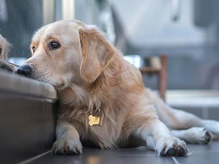 ¿Cómo ayudar a las mascotas a sobrellevar el duelo por la pérdida de sus dueños? ¿Cómo ayudar a las mascotas a sobrellevar el duelo por la pérdida de sus dueños?
