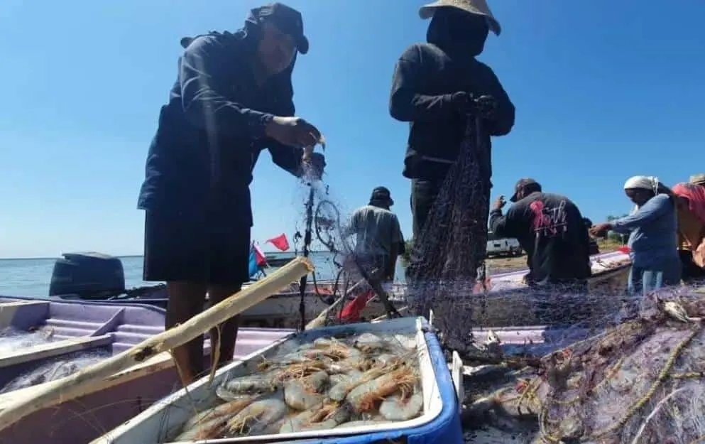 Falta de comercialización del camarón afecta a pescadores de Huatabampo