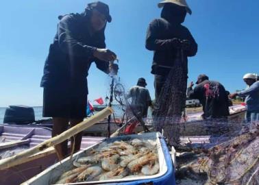 Falta de comercialización del camarón afecta a pescadores de Huatabampo