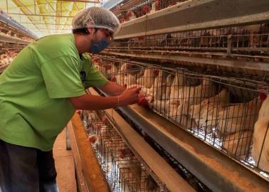 Gripe aviar: Hoy informarán los resultados de los brotes en Cajeme: AMLO