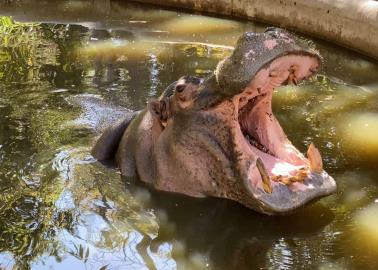 VIDEO | Hipopótamos de Pablo Escobar en Colombia no deben ser sacrificados: Presidente de Asociación de Zoológicos en México