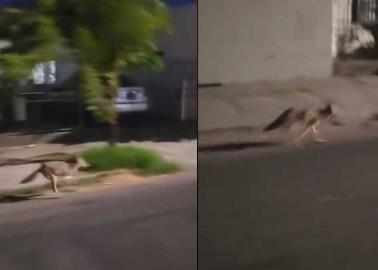 VIDEO | Captan a coyote corriendo por las calles de Hermosillo