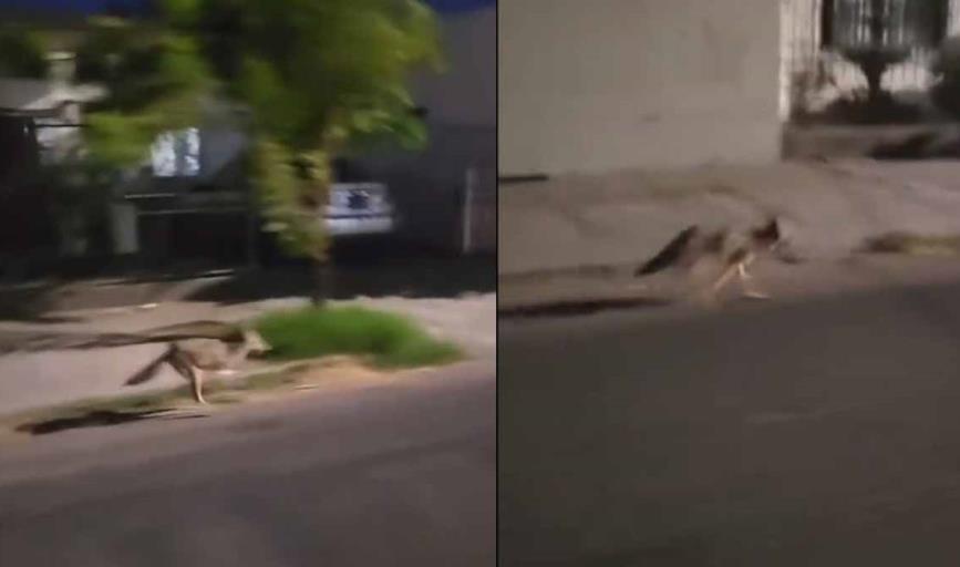 VIDEO | Captan a coyote corriendo por las calles de Hermosillo