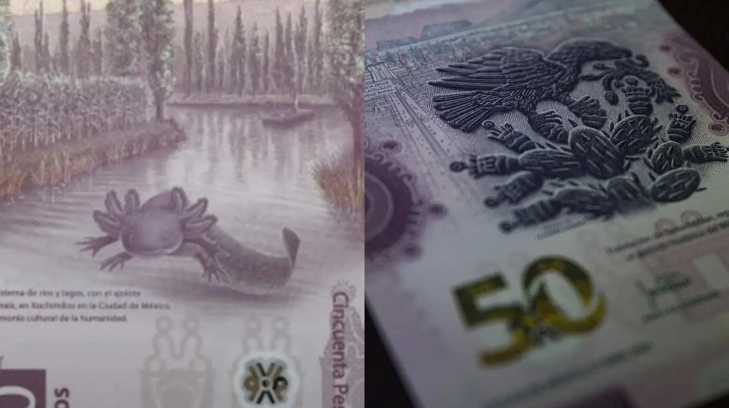 Banxico: este es el ciclo de vida del billete de 50 pesos del ajolote