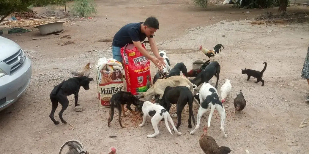 Animalistas de Cajeme donan alimento para perros que viven en refugios