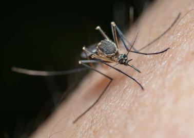 ¿Tu sangre es dulce? Estudio muestra cómo los mosquitos eligen a su víctima