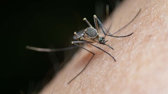 ¿Tu sangre es dulce? Estudio muestra cómo los mosquitos eligen a su víctima ¿Tu sangre es dulce? Estudio muestra cómo los mosquitos eligen a su víctima