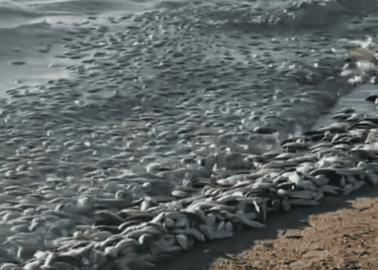 Aparecen peces muertos en playa de Huatabampo