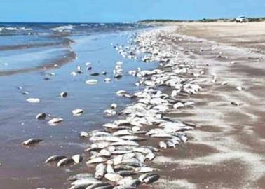 Malas prácticas generan mortandad de sardinas