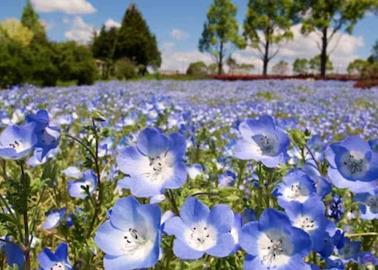 Esta semilla contiene y aporta más omega 3 que el salmón; consumirla es importantísimo