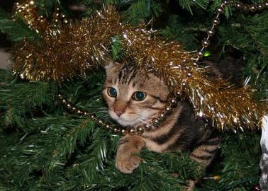 ¿Por qué los gatos se obsesionan con los árboles de Navidad y cómo evitarlo?