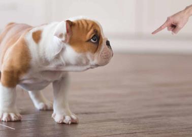 Trucos para evitar que tu perro orine por todos los rincones de tu hogar