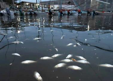 Contaminantes acaban con oxígeno de peces