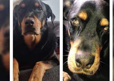 Buscan a agresor de perrito en Nogales, Sonora; ya está identificado Buscan a agresor de perrito en Nogales, Sonora; ya está identificado