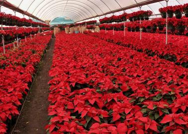 Trucos y consejos para conservar en buen estado tu planta de Nochebuena