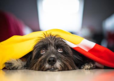 Pirotecnia daña a los más indefensos