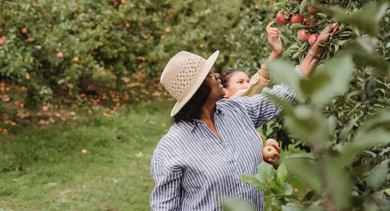 ¿Acostumbras a comer manzanas diarias? aquí te contamos cuáles son los beneficios