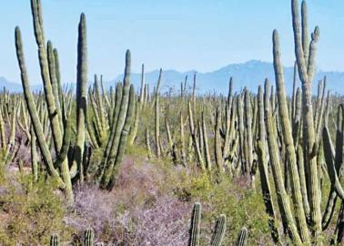 Bosque Pitahayal será reserva