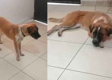 ¿Cómo saber si tu perro está envejeciendo?; estas son siete señales