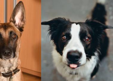 Esta es la raza de perro más inteligente, según la ciencia