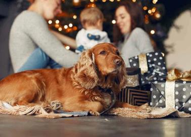 Cómo cuidar a tu mascota durante estas fiestas decembrinas