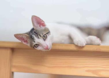 VIDEO | ¿Por qué los gatos le temen al papel aluminio?; con este truco dejarán de subirse a la cocina