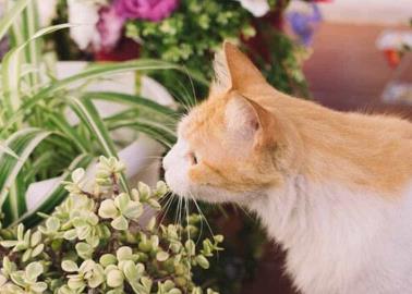 ¿Cuáles son las plantas peligrosas para los gatos?