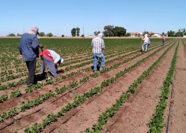 Reclaman jornaleros pago de aguinaldo en la Región del Mayo