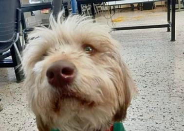 El Greñas pasó una Navidad perrona