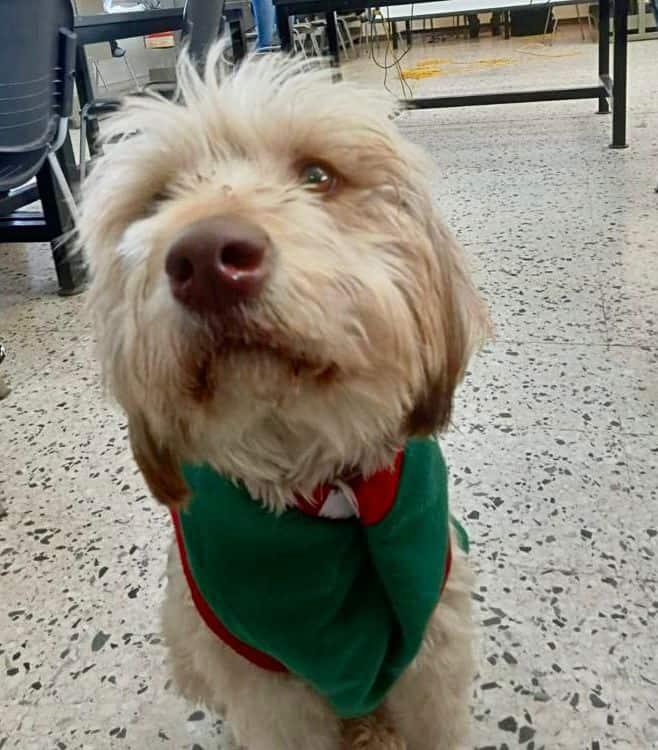 El Greñas pasó una Navidad perrona El Greñas pasó una Navidad perrona