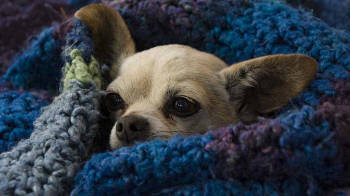 ¿Cómo proteger a tu perro del frío?, sigue estos consejos ¿Cómo proteger a tu perro del frío?, sigue estos consejos