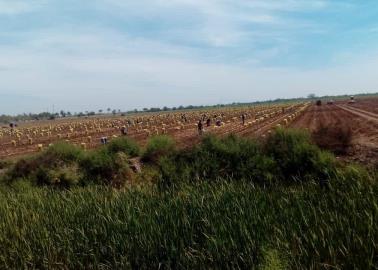 Llegada de equipatas es la esperanza de los productores de la Región del Mayo