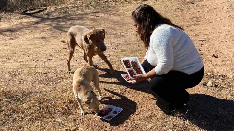 Álamos Dog lleva su Navidad a perros sin hogar