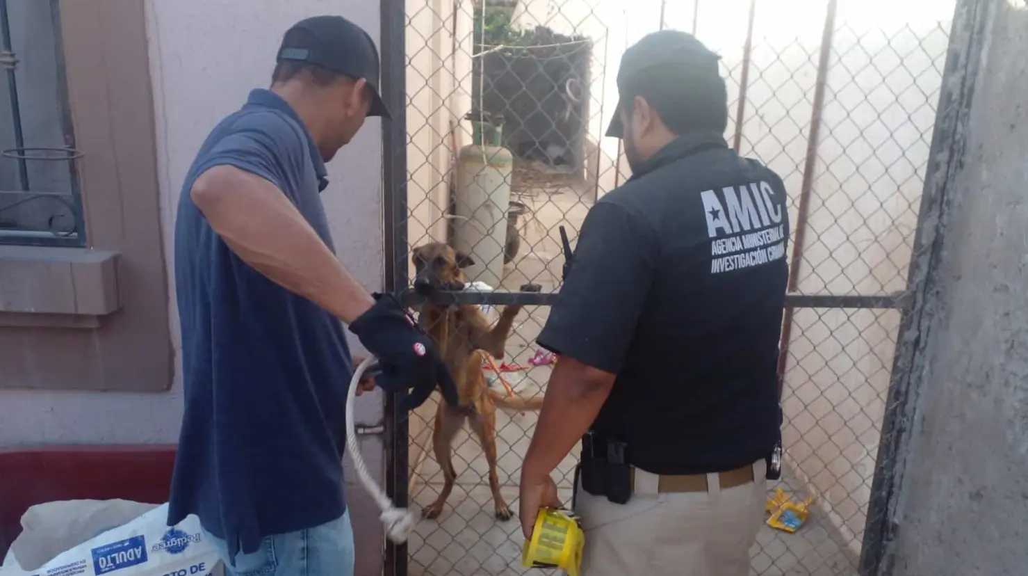 Rescatan a perrita víctima de maltrato animal en Cajeme